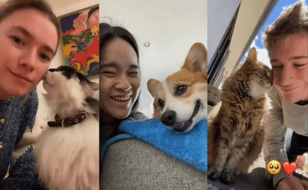 Pet Brand Overseas Guide: How to Enter the International Market through TikTok