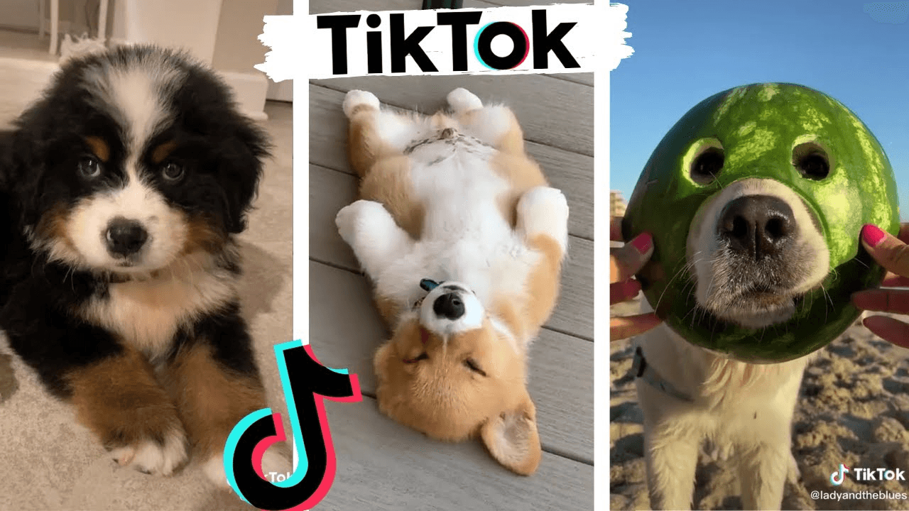 كيف الحيوانات الأليفة العلامة التجارية بناء على tiktok ؟ يعلمك للعب التسويق المواهب !