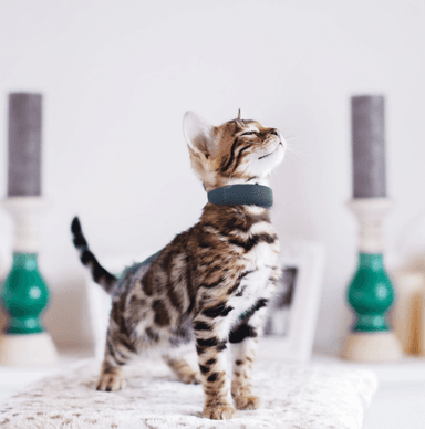 Vòng cổ định vị, thiết bị đeo thông minh, TikTok, 780 triệu, người dùng toàn cầu, mở rộng ra nước ngoài